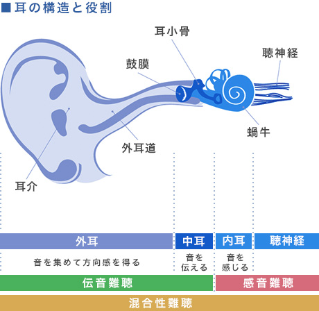 耳の構造と役割図
